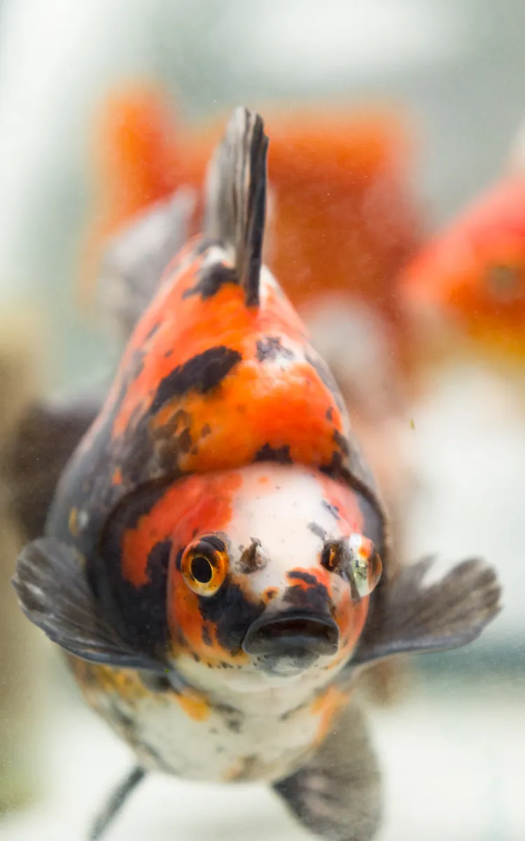 金魚 2026